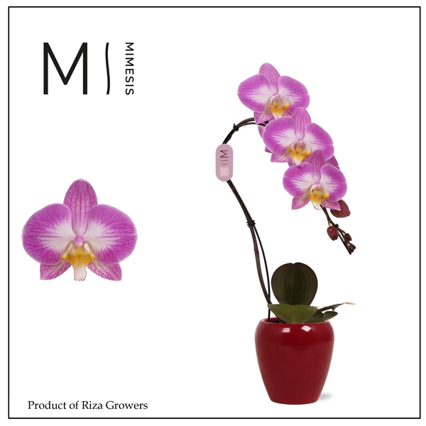 Phalaenopsis arr. (TOG20439) Swan Special 7Ø 35cm 1st 7fl