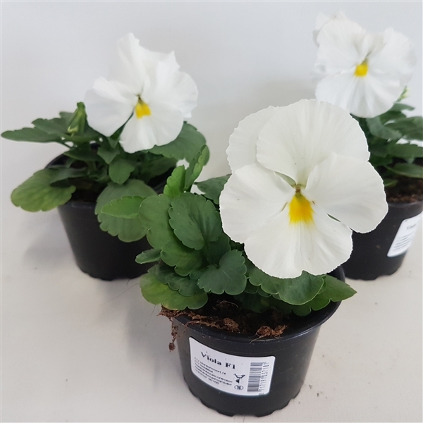 Viola Wittrockiana F1 White 9Ø 15cm