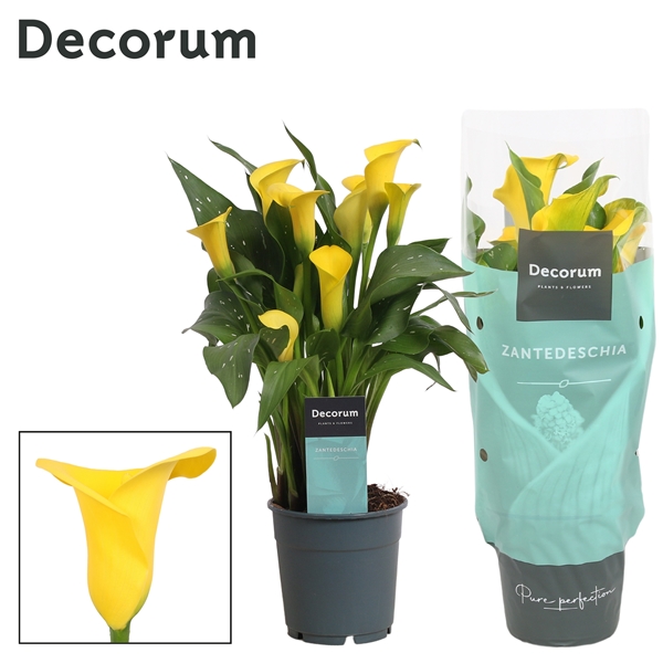 Zantedeschia Sunclub 12Ø 35cm 4fl