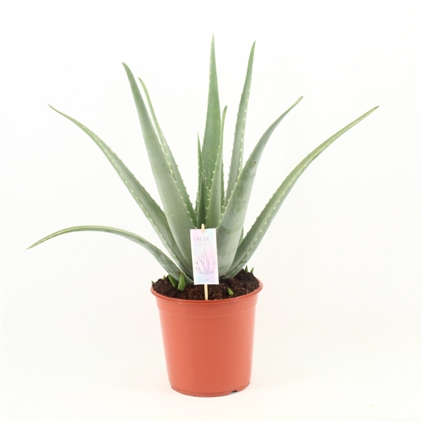 Aloe Vera 24Ø 70cm