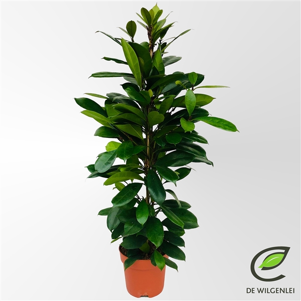 Ficus Cyathistipula 21Ø 100cm 3pp