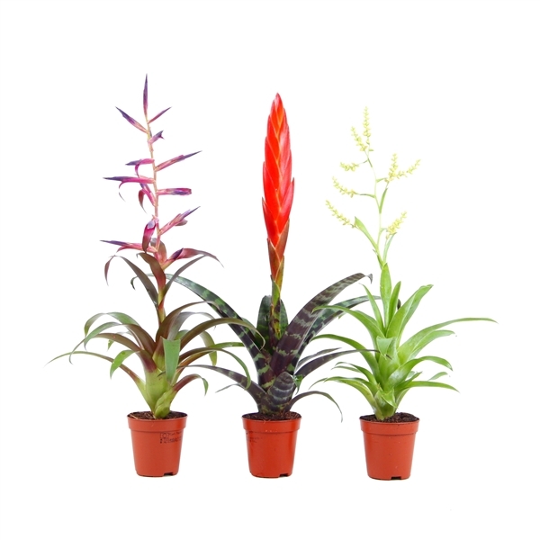 Bromelia mix Botanic 5,5Ø 30cm