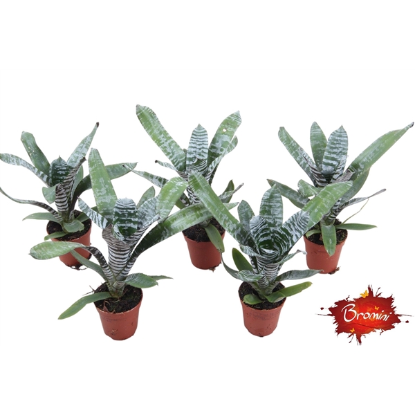 Aechmea Rebeca Forrest 5,5Ø 10cm