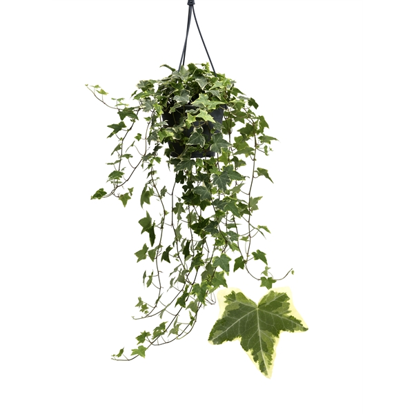 Hedera helix Goldchild 19Ø 50cm 50cm