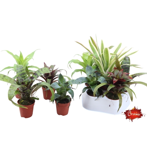 Bromelia forrest mix 5,5Ø 15cm