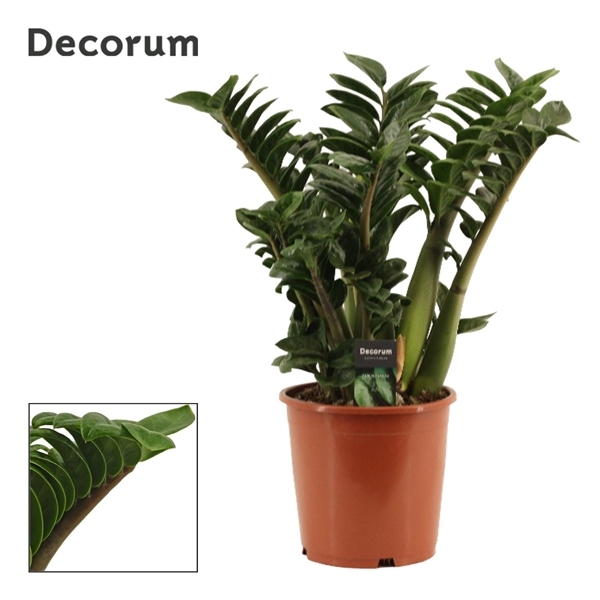 Zamioculcas zamiifolia Zenzi 21Ø 60cm 6st