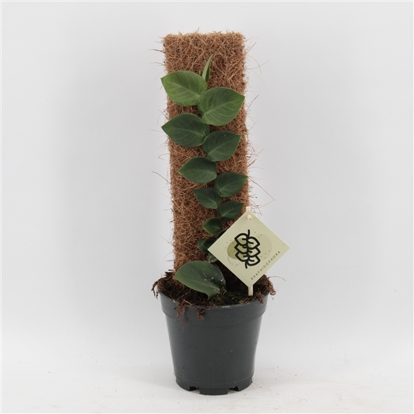 Rhaphidophora Hayi 14Ø 50cm 1pp