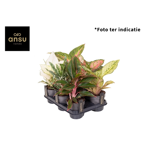 Aglaonema mix 12Ø 35cm 1pp