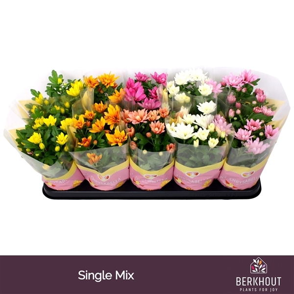 Chrysanthemum Indicum mixed 12Ø 26cm 3pp