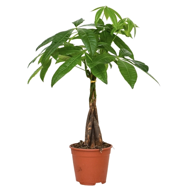 Pachira aquatica 14Ø 50cm