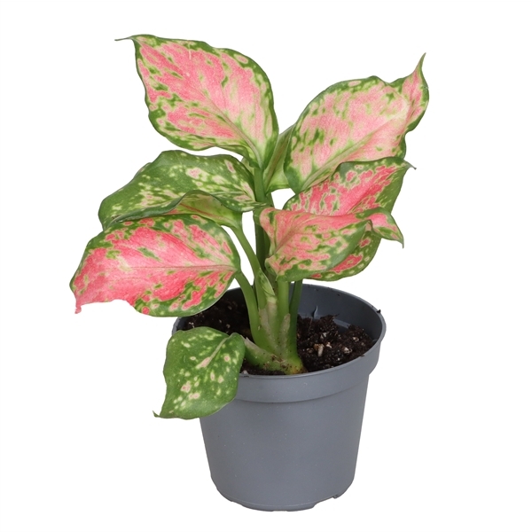 Aglaonema Beauty 6Ø 12cm 1pp