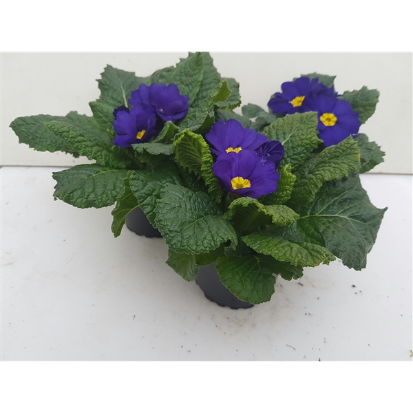 Primula acaulis Bonneli Blau 9Ø 15cm