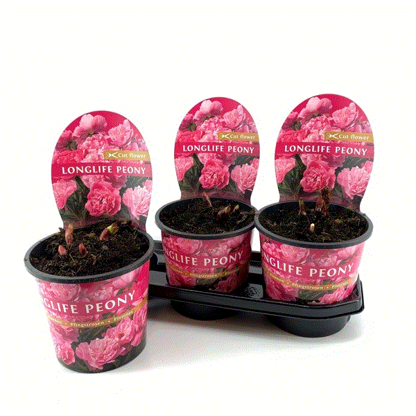 Paeonia Longlife pink 19Ø 70cm