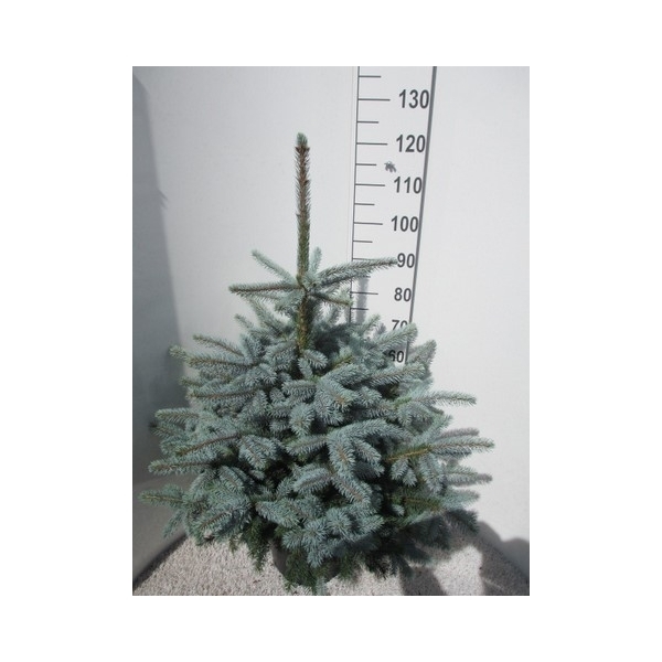 Picea pungens Super Blue 32Ø 125cm