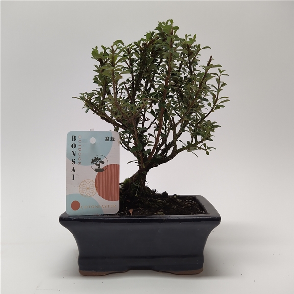 Bonsai Cotoneaster 15Ø 25cm