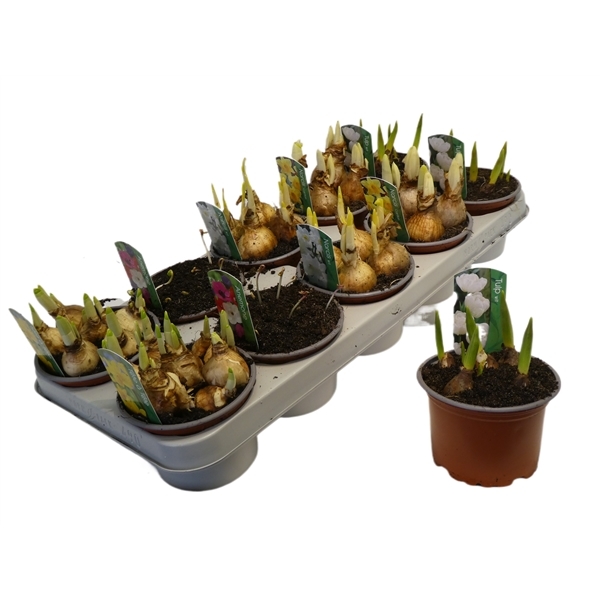 Bulbs mix 12Ø 12cm