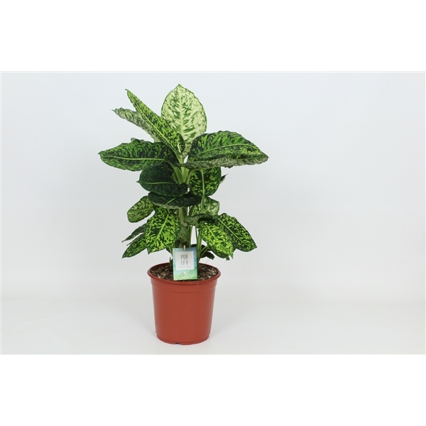 Dieffenbachia Reflector 24Ø 90cm