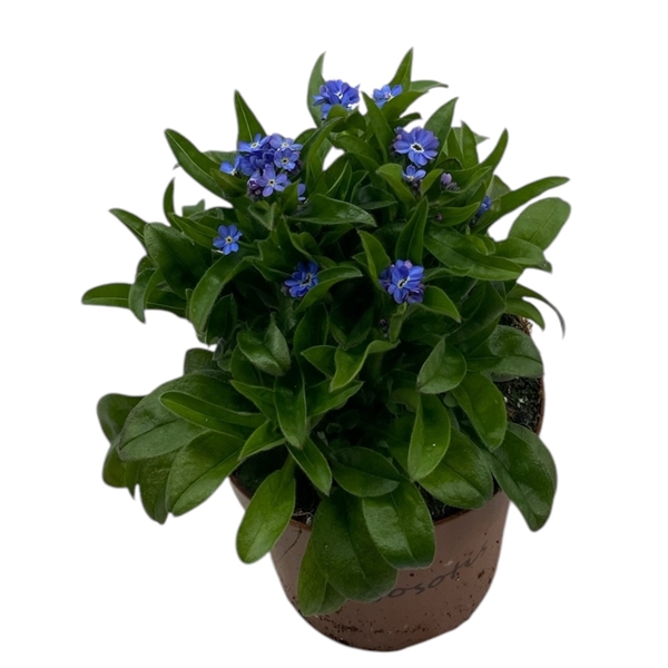 Myosothis sylvatica Laura Deep Blue 12Ø 23cm