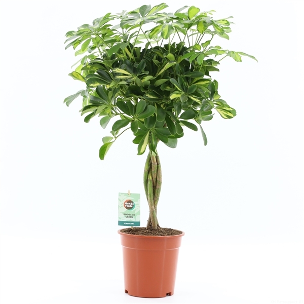 Schefflera arboricola Gold Capella 19Ø 75cm 4pp