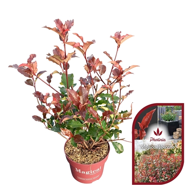 Photinia fraseri Magical Volcano 23Ø 55cm