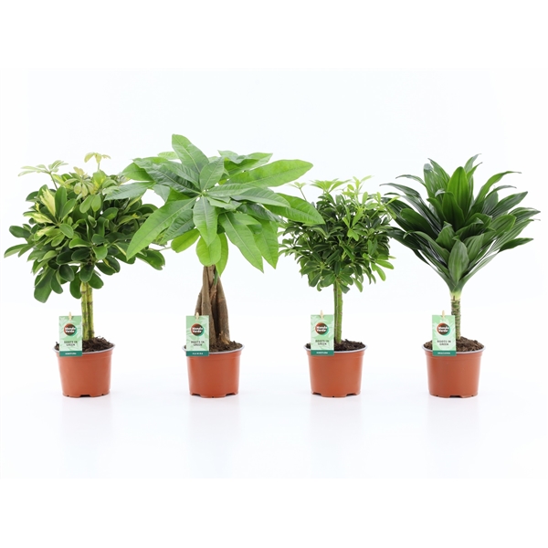 Plant mix on stem 12Ø 45cm