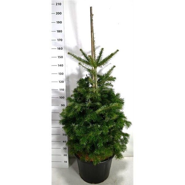 Abies nordmanniana 54Ø 200cm