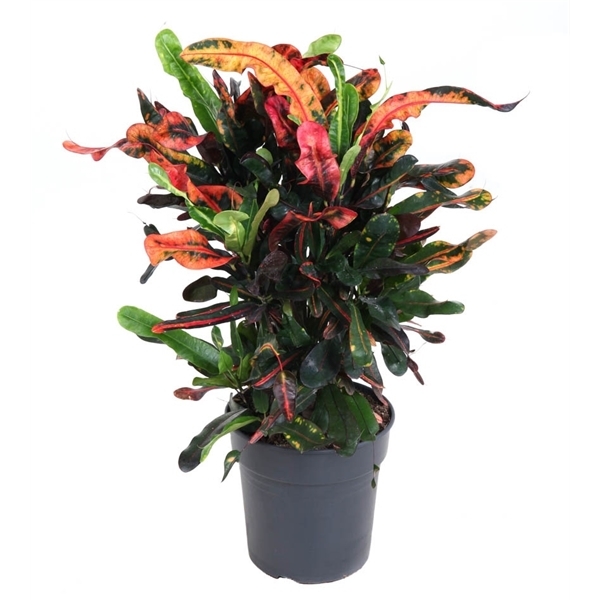 Codiaeum variegatum Mammi Branched 21Ø 70cm 1pp