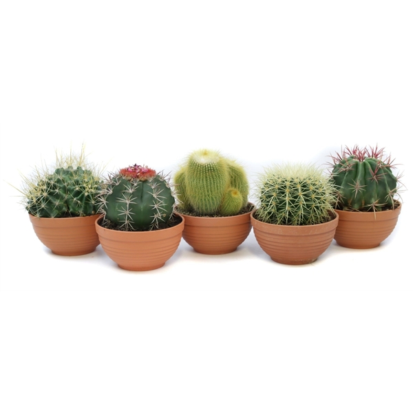 Cactus Bowl mixed 17Ø 20cm
