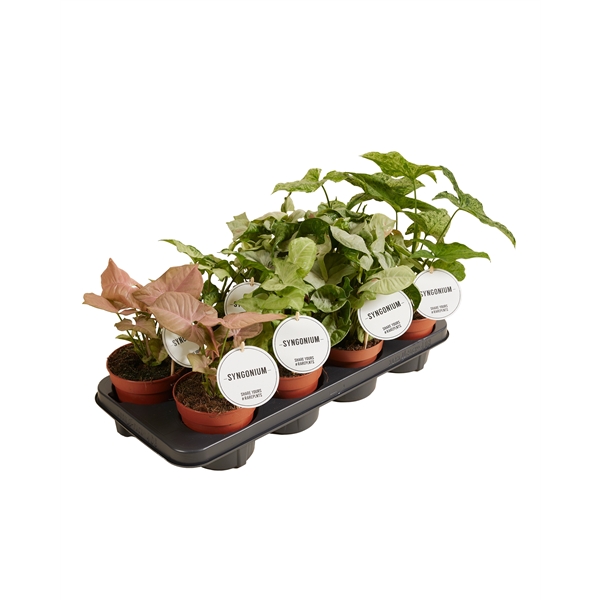 Syngonium mix 12Ø 25cm