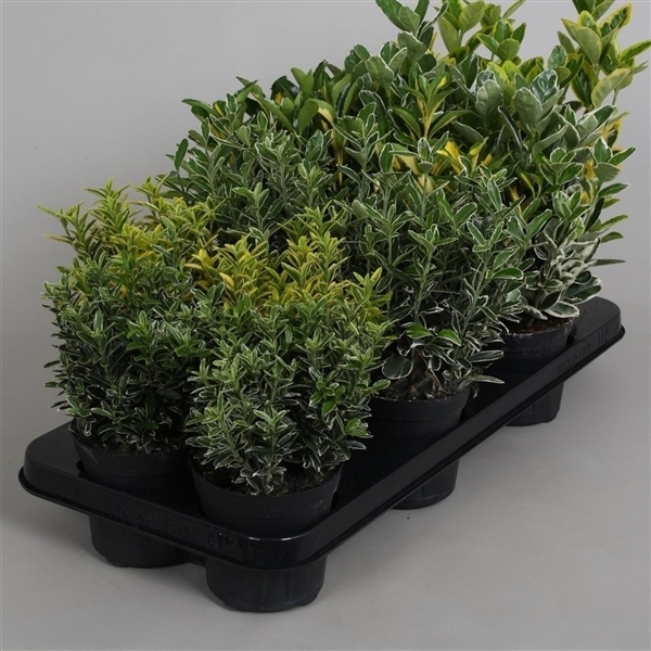 Euonymus japonicum mix 10,5Ø 15cm