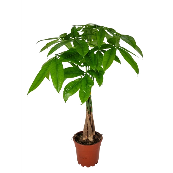 Pachira aquatica 17Ø 65cm