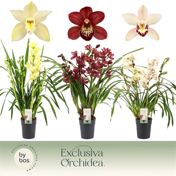 Cymbidium mix 14Ø 70cm 4st