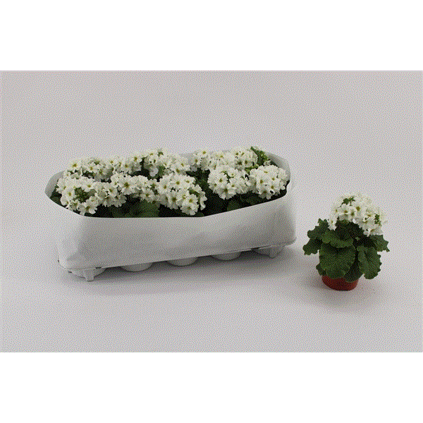 Primula obconica Sweet Kisses Amore White 10,5Ø 23cm