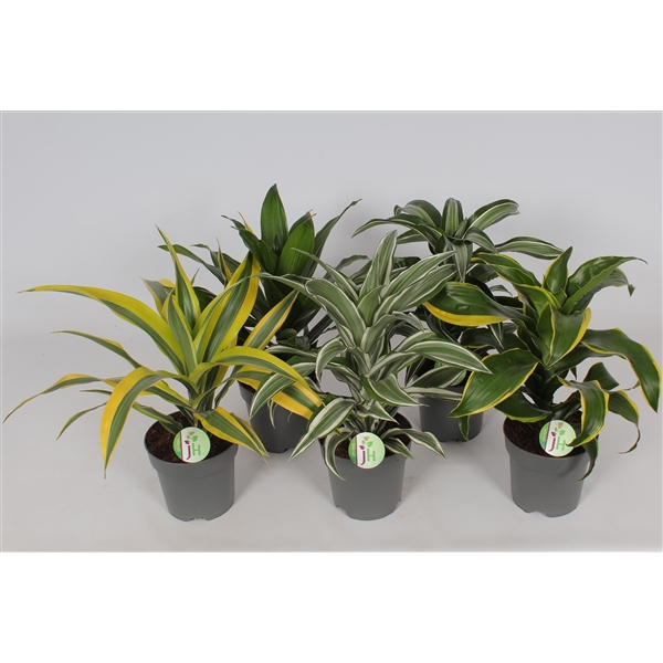 Dracaena fragrans mix 17Ø 50cm 1pp