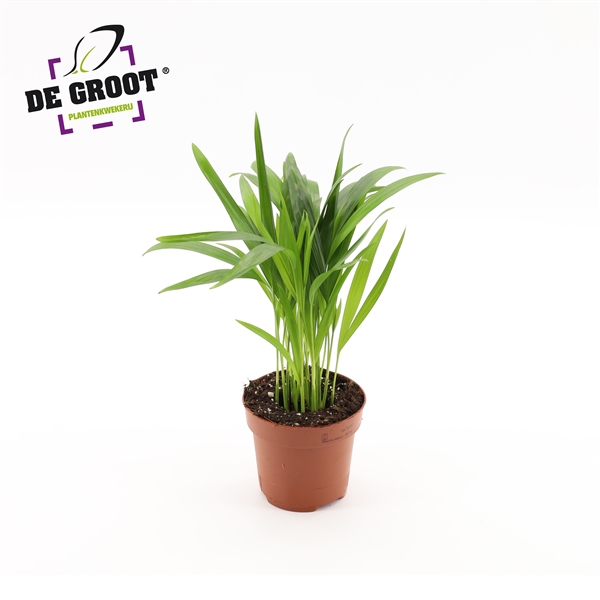Dypsis lutescens 12Ø 35cm 10pp