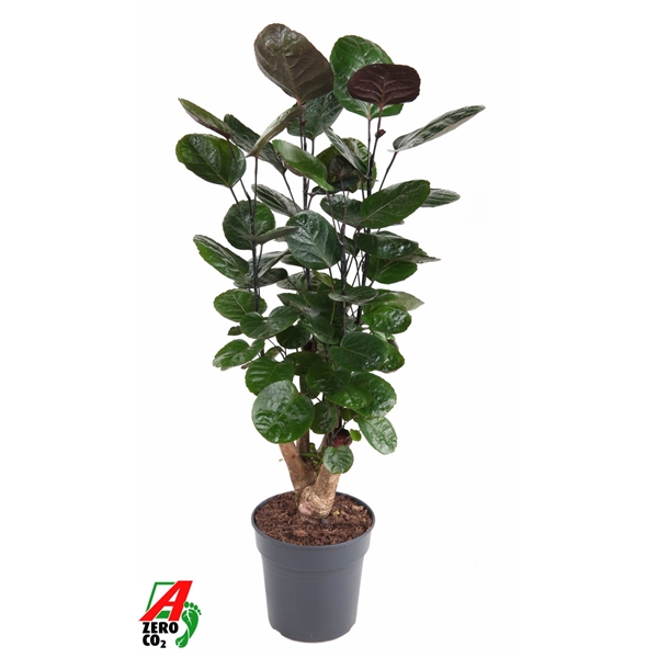 Polyscias Fabian 21Ø 80cm