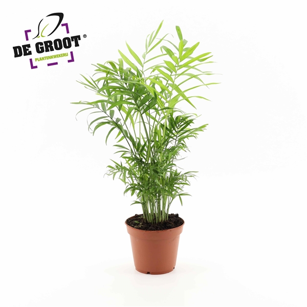 Chamaedorea elegans 17Ø 55cm