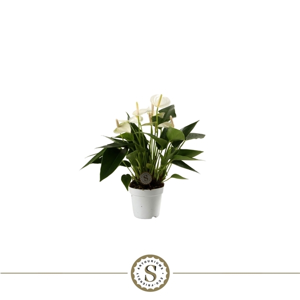 Anthurium Andreanum White Champion 7Ø 25cm 3fl