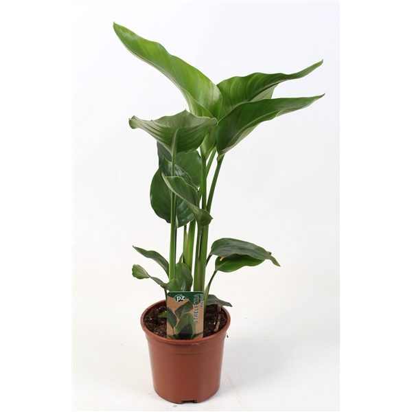 Strelitzia Nicolai 15Ø 50cm 1fl