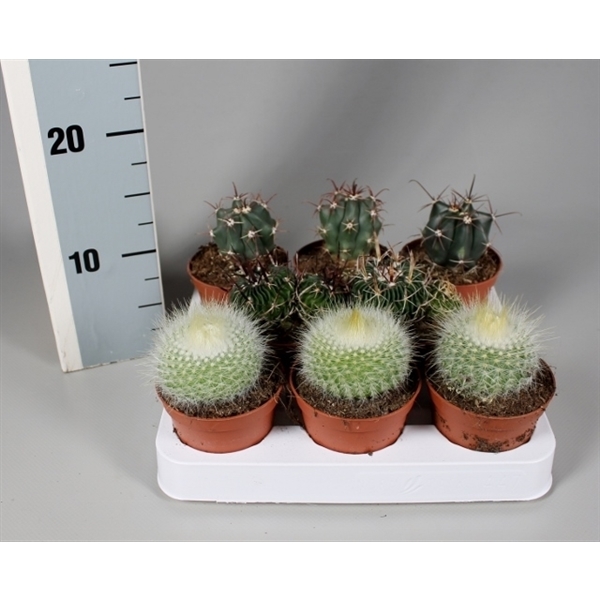 Cactus mix boll 8,5Ø 5cm