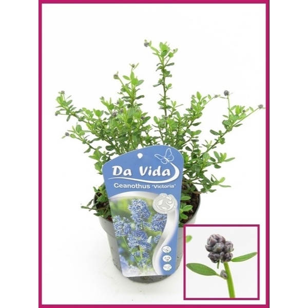 Ceanothus impressus Victoria 19Ø 35cm