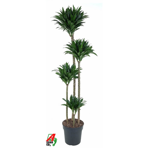 Dracaena fragrans Compacta 120-90-60-30 27Ø 150cm 4pp