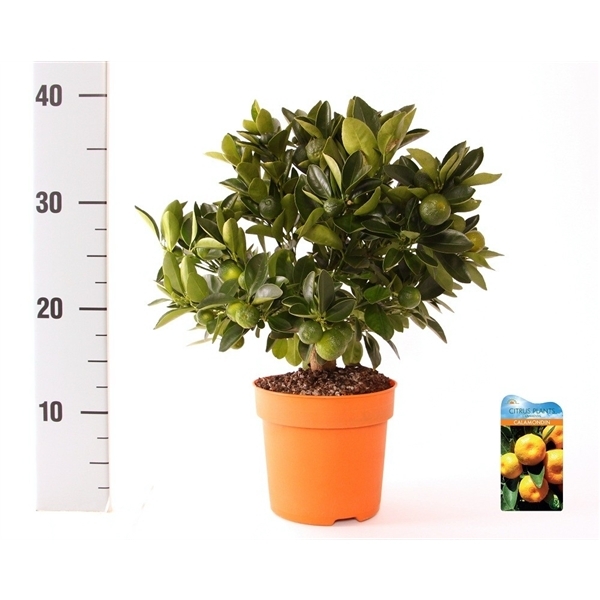 Citrofortunella Calamondin on stem 14Ø 37cm