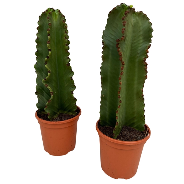 Euphorbia Ingens 18Ø 55cm