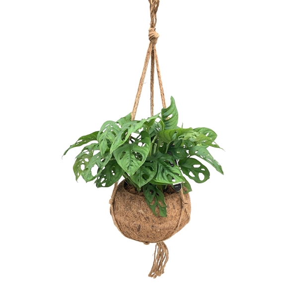 Kokodama Monstera Monkey Mask 25Ø 40cm 1pp