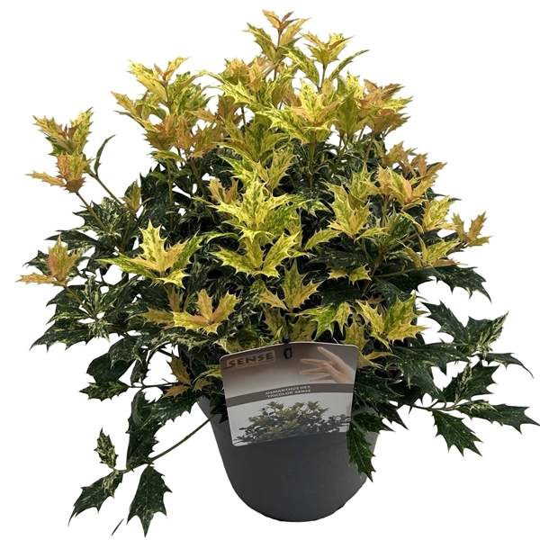 Osmanthus heterophyllus Tricolor 23Ø 40cm
