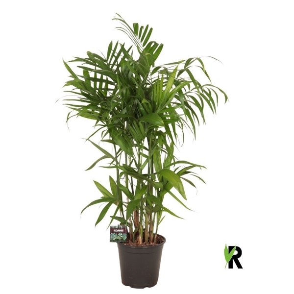 Chamaedorea Seifrizii 21Ø 90cm