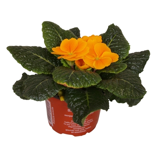 Primula acaulis orange 9Ø 10cm