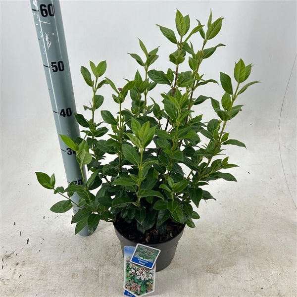 Viburnum tinus 19Ø 50cm