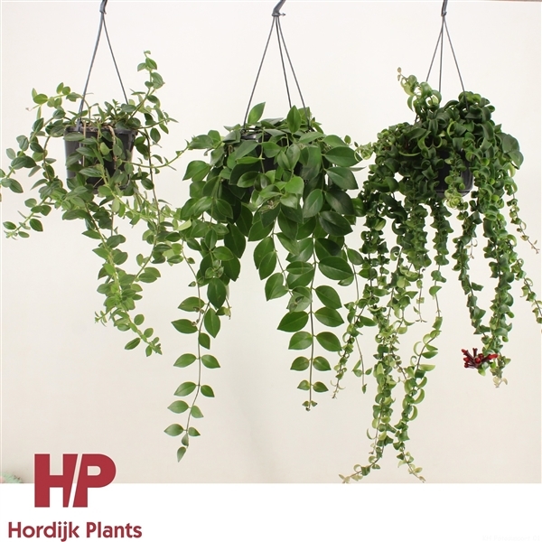 Aeschynanthus mix trolley 15Ø 40cm